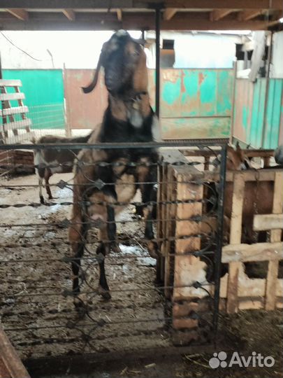 Козы, козлики