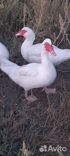 Индоутки на племя