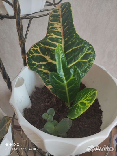 Кодиеум кротон