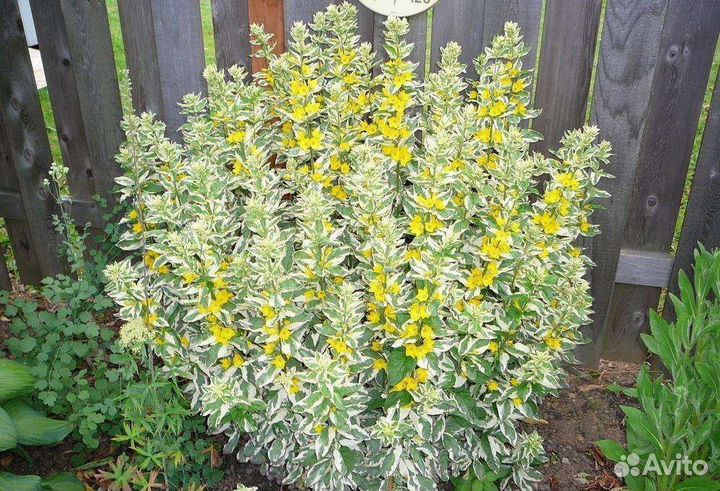 Вербейник точечный Александр пестролистный