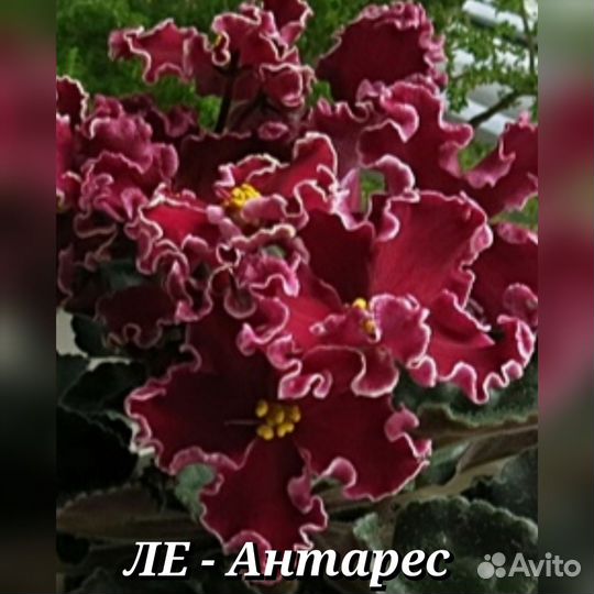 Укоренённые черенки сортовых фиалок почтой