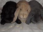 Кролики Французский баран объявление продам