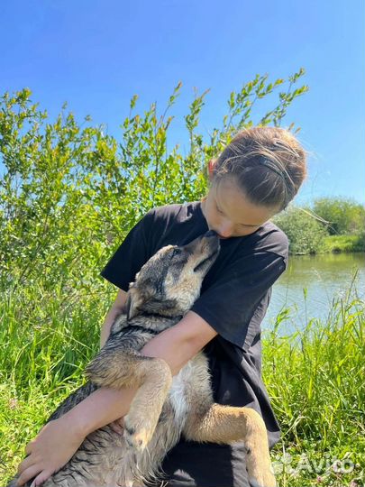 Не собачка,а прелесть