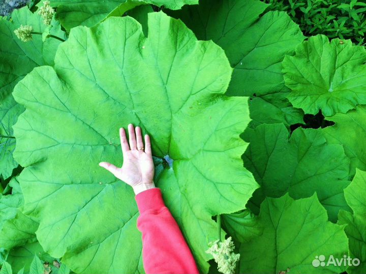 Астильбоидес