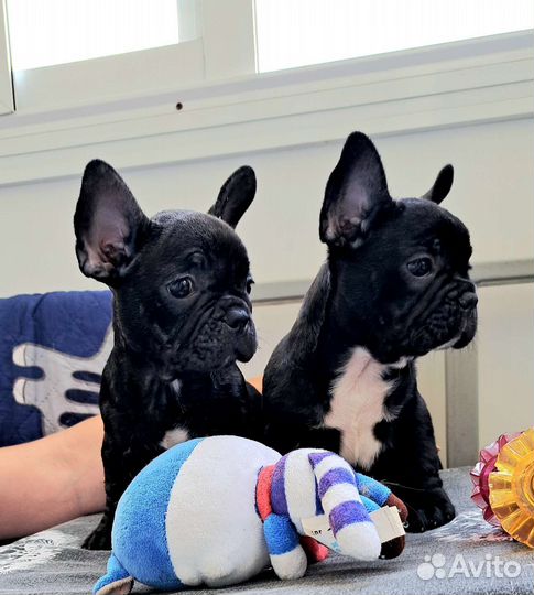 Французский бульдог