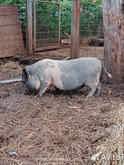 Вьетнамские вислобрюхие поросята