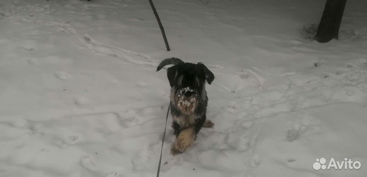 Передержка собак и кошек. Зоогостиница