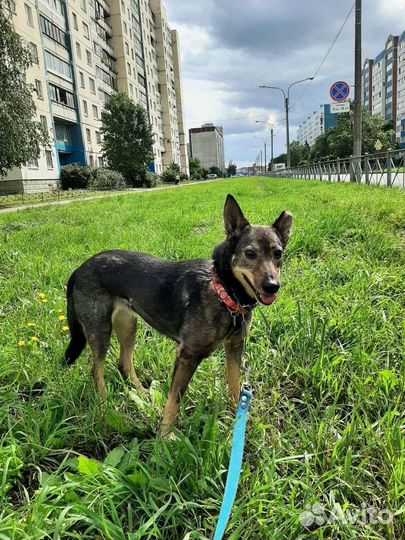 Собака для квартиры