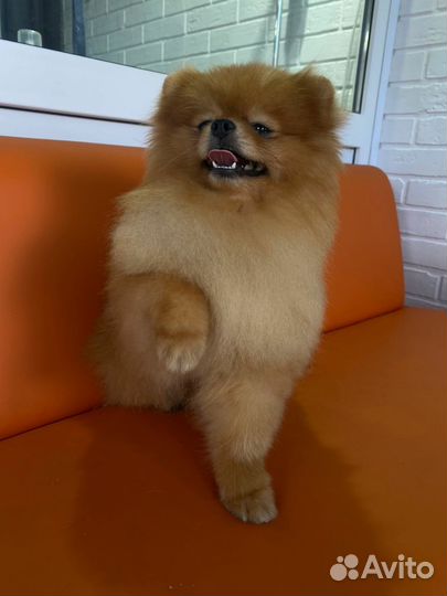 Модель на груминг