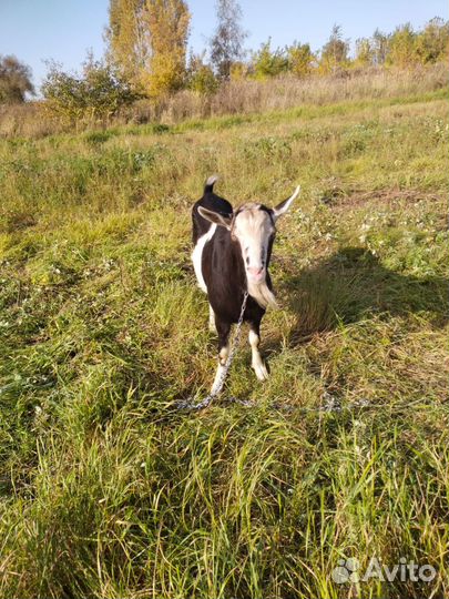 Козел зааненский вязка