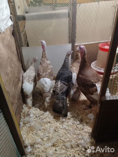 Индюки индюшки