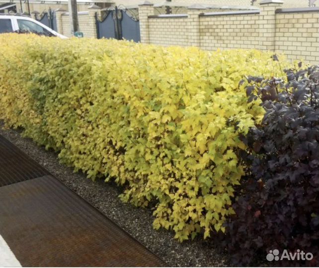 Пузыреплодник “Дартс Голд»