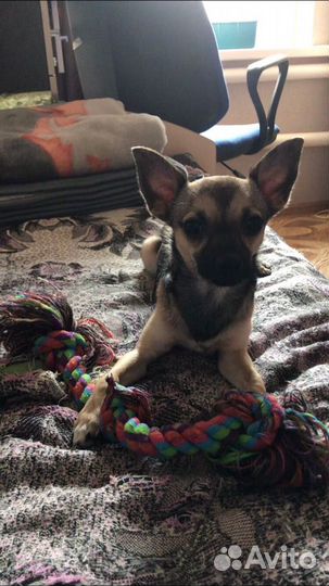 Вязка той-терьера