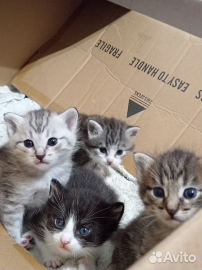 Котята в дар