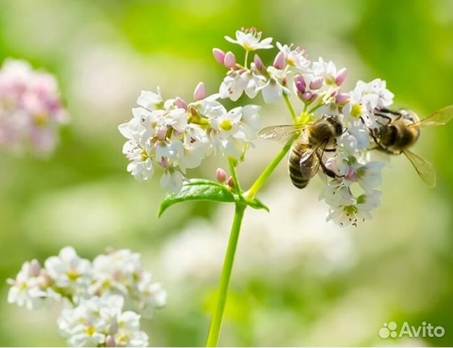 Мед 24 года натуральный оптом