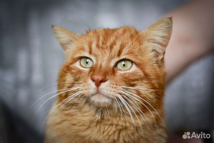 Котик чуть больше года