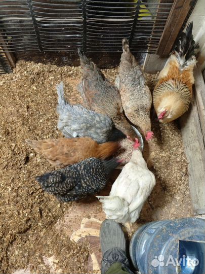 Куры несушки