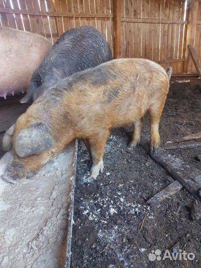 Кабанчик на племя