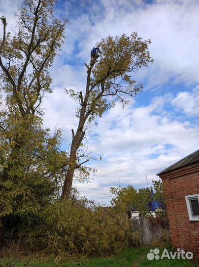 Спил деревьев