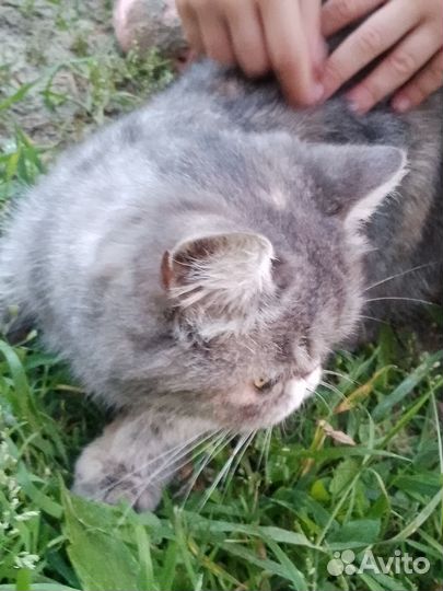 Кошка