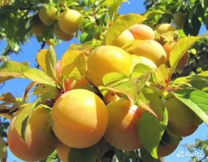 Саженцы желтой сливы