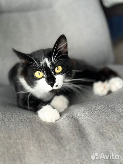 Отдам кота в добрые руки