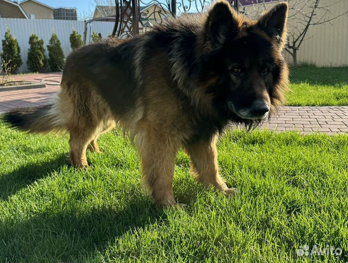 Кобель немецкой овчарки для вязки