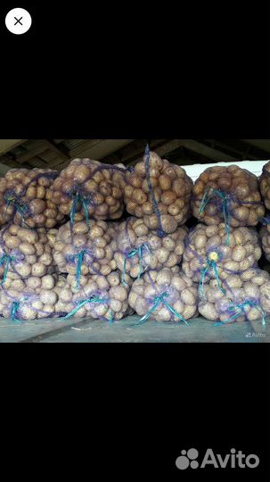 Картофель Аризона от производителя.не склад