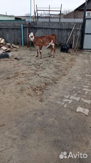 Корова с теленком