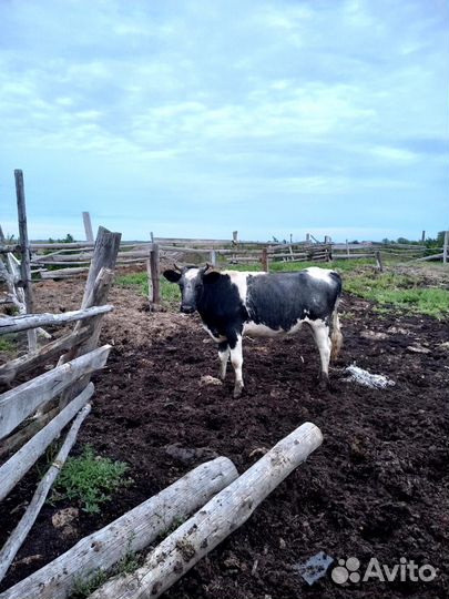 Телки, быки