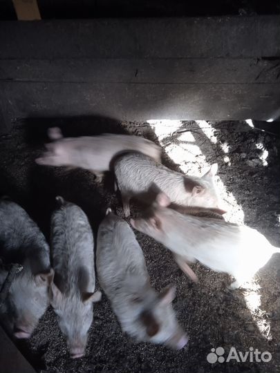 Поросенок ландрас с белой русской помесь