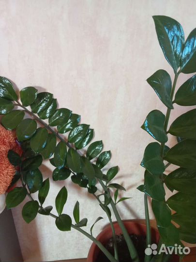 Замиокулькас