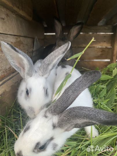 Кролики разных пород