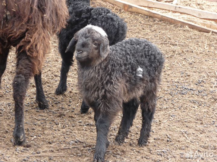 Баранчики Эдильбаваевские