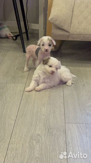 Китайская хохлатая собака щенки