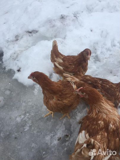 Куры Несушки