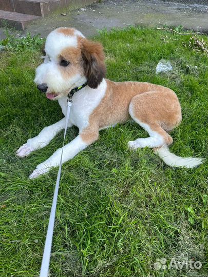 Императорский Пудель девочка