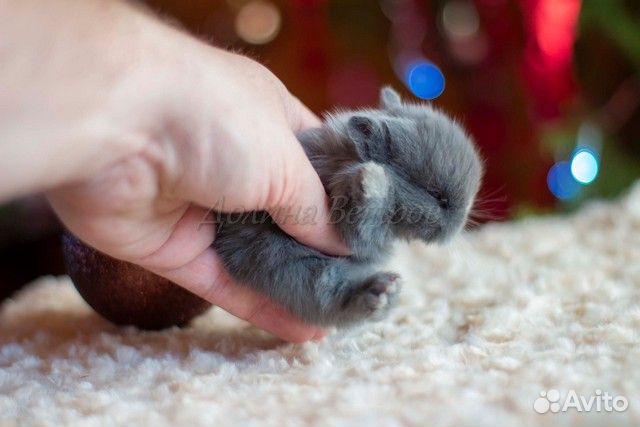 Ярл, кролик минор, мальчик, голубой