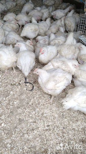 Гуси 40 дней