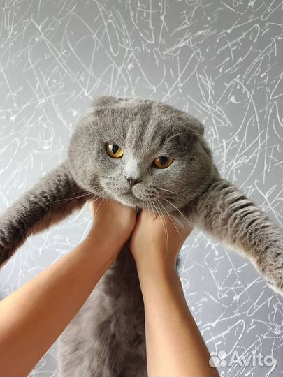 Шотландский кот (вязка)