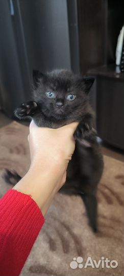 Кошка в дар бесплатно