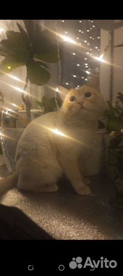 Кошка в дар бесплатно