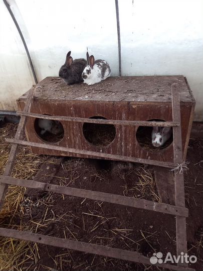 Кролики и крольчата