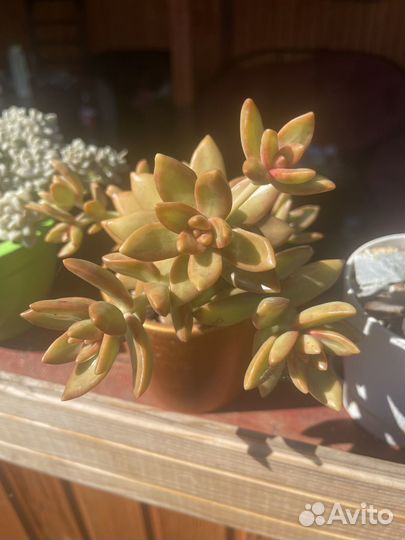 Суккуленты