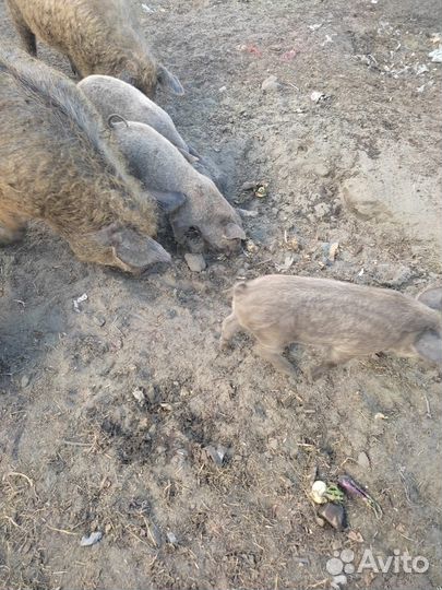 Домашние поросята