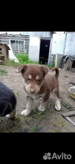 Продам щенка хаски
