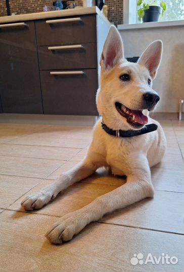 Собака в добрые руки