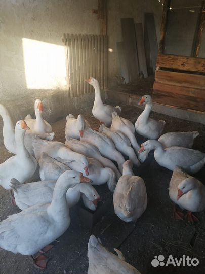 Инкубационное яйцо гусей линда