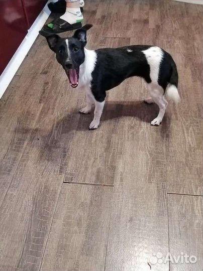 Джек рассел девочка