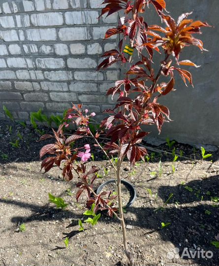 Сакура саженцы